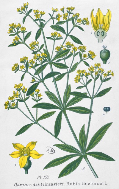 Färberkrapp (Rubia Tinctorum) von French School