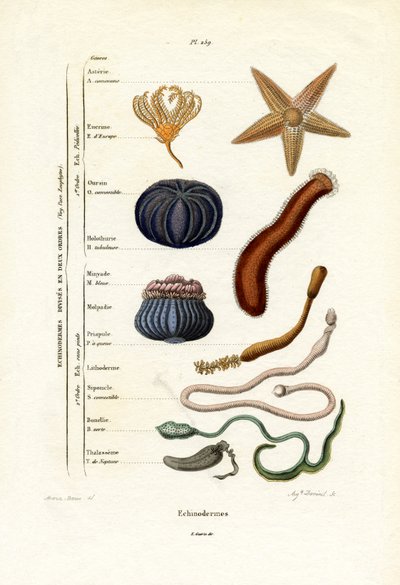 Stachelhäuter, 1833-39 von French School