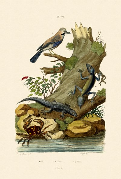 Eichelhäher von French School
