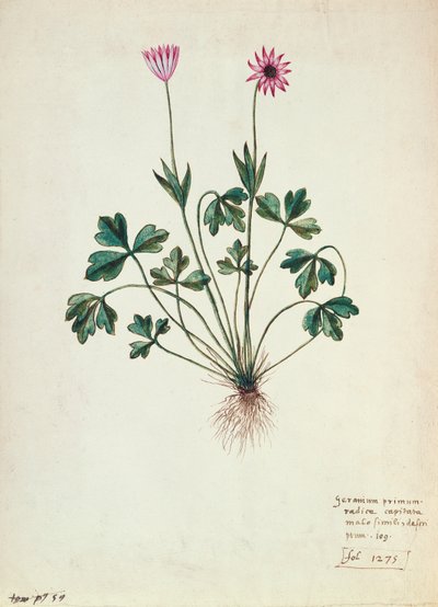 Fol.1275 Geranie von French School