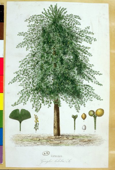 Ginkgo biloba Baum von French School