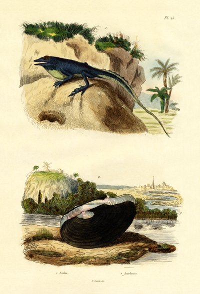 Grüne Anolis, 1833-39 von French School