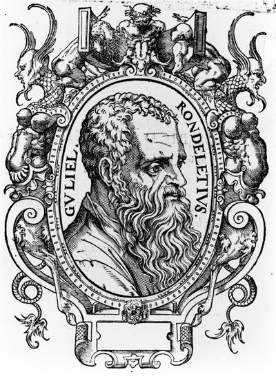 Guillaume Rondelet von French School