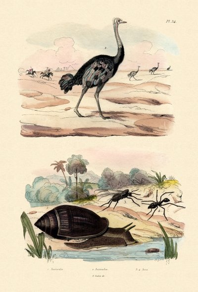 Herald Schnecke von French School