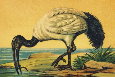 I wie Ibis von French School
