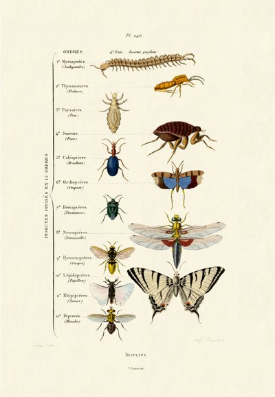 Insekten, 1833-39 von French School