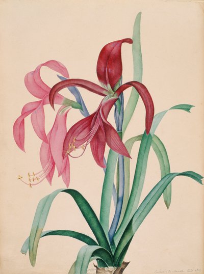 Iris, 1812 von French School