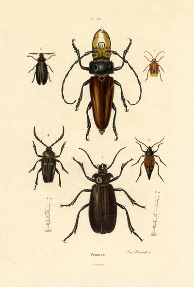 Bockkäfer von French School