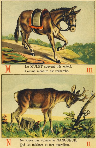M wie Maultier und N wie Nangueur von French School
