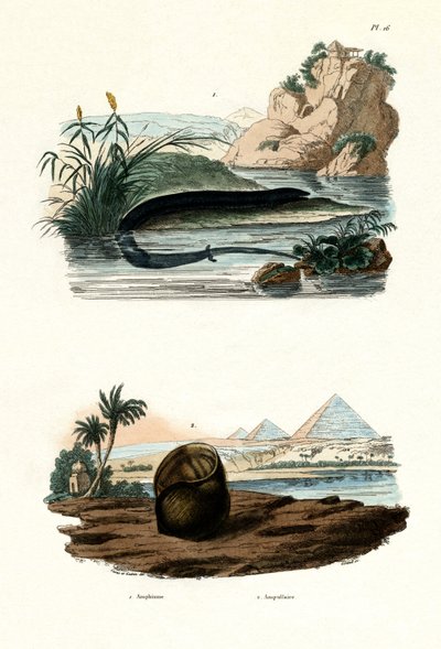 Einzehiger Amphiuma, 1833-39 von French School
