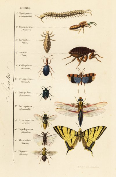 Ordnungen der Insekten von French School