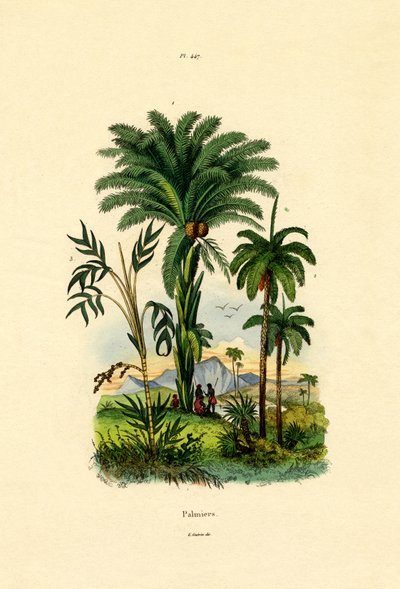 Palmen von French School