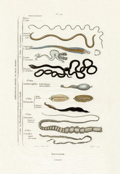 Parasiten von French School