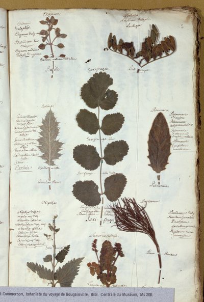 Herbarium von Philibert Commerson von French School