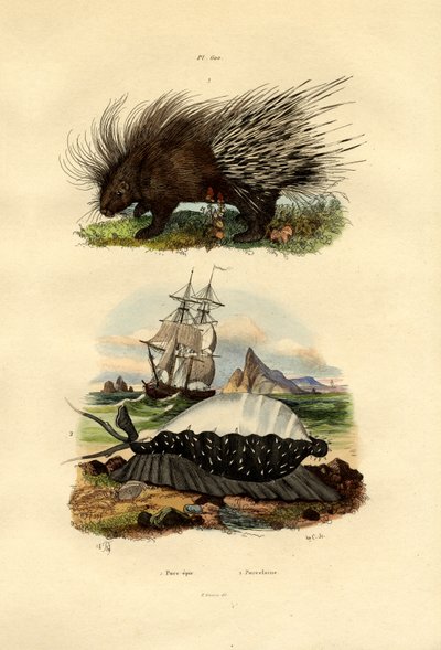 Stachelschwein von French School