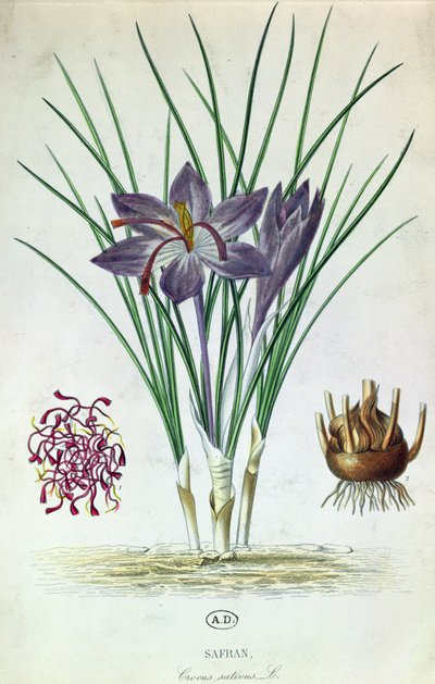 Safran (Crocus Sativus) von French School
