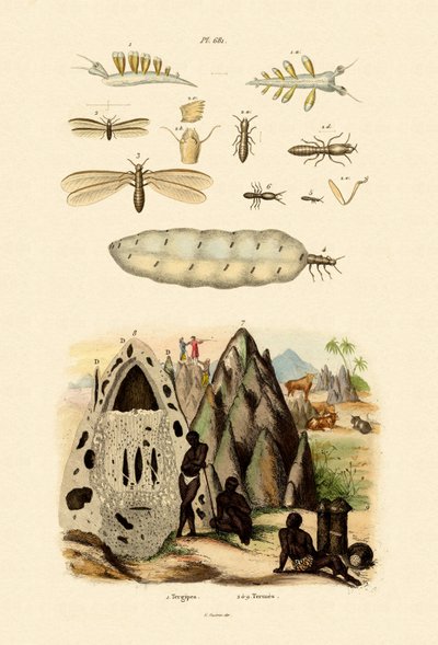 Meeresschnecke von French School