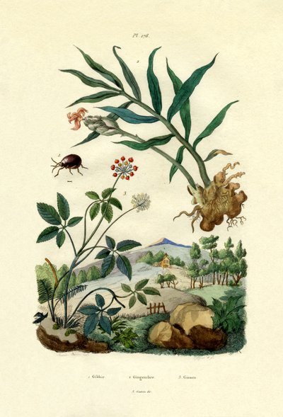 Glänzender Spinnenkäfer, 1833-39 von French School