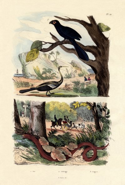 Glattnasenani, 1833-39 von French School
