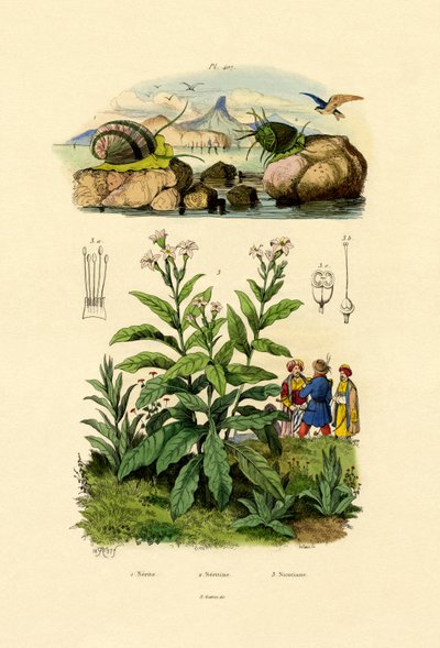 Schnecken von French School