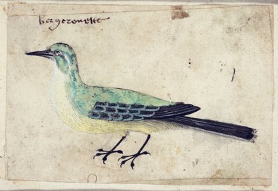 Studie eines Vogels, ca. 1620 von French School