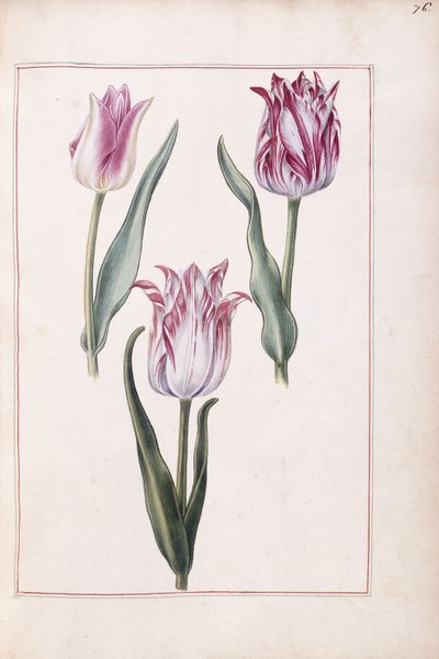 Tulpen, 18. Jahrhundert von French School