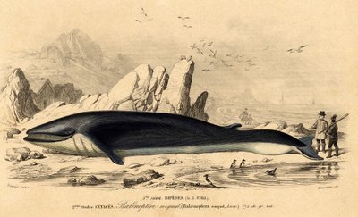 Wal oder Bartenwal (Balaenoptera rorqual) von French School