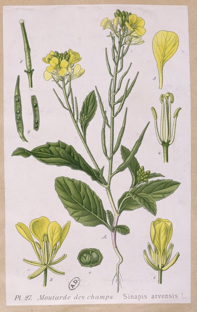 Wilder Senf (Sinapis Arvensis) von French School