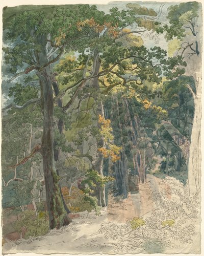 Sonnenstrahlen, die einen Waldweg treffen von Friedrich Salathé
