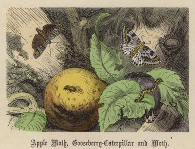 Apfelmotte, Stachelbeer-Raupe und Motte von Friedrich Specht