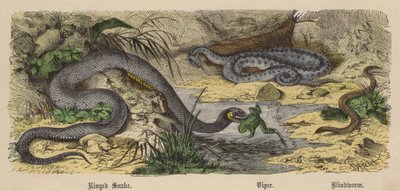 Ringelnatter, Viper, Blindschleiche von Friedrich Specht