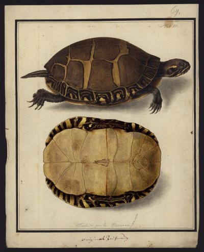 Chrysemys picta, vor 1792 von Friedrich Wilhelm Wunder
