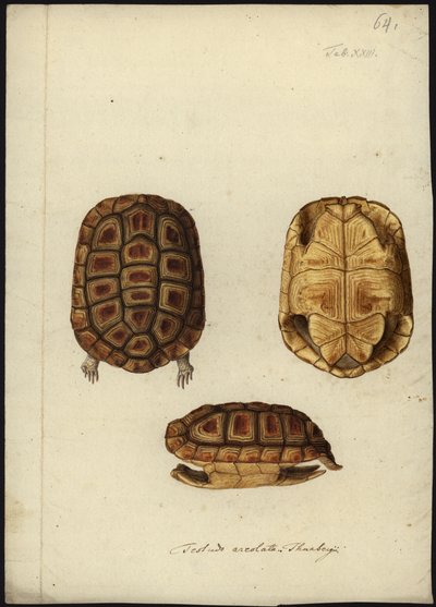 Homopus areolatus, vor 1792 von Friedrich Wilhelm Wunder