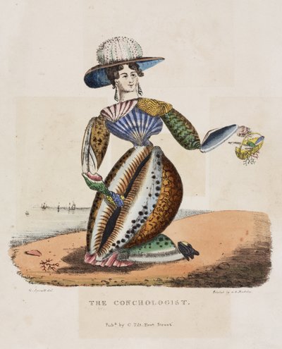 Der Conchologe, ca. 1831 von G. Spratt