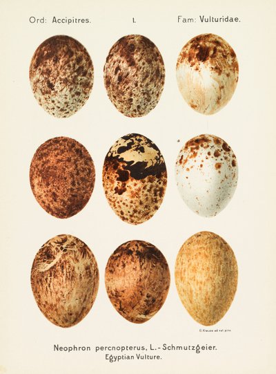 Oologia universalis palearctica, 1906 von Georg Albert Julius Krause