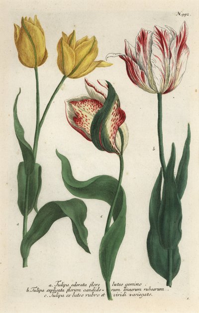 Tulpenarten, Tulipa gesneriana von Georg Dionysius (after) Ehret