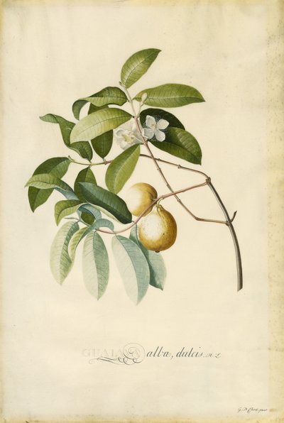 Guave von Georg Dionysius Ehret