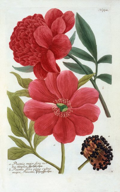 Paeonia, handkolorierter Stich von "Georg Dionysius Ehret