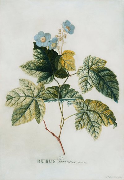 Rubus, 1744 von Georg Dionysius Ehret