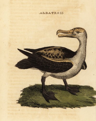 Schwarzbrauenalbatros, Thalassarche melanophris von George (after) Edwards