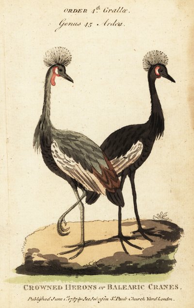 Schwarzkronenkranich, Balearica pavonina von George (after) Edwards