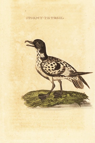 Kapsturmvogel, Daption capense von George (after) Edwards