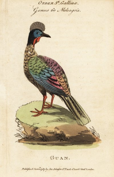 Schopfguan, Penelope purpurascens von George (after) Edwards