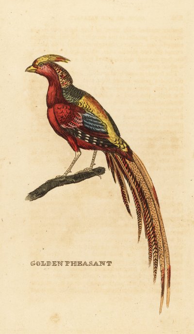 Goldfasan, Chrysolophus pictus von George (after) Edwards