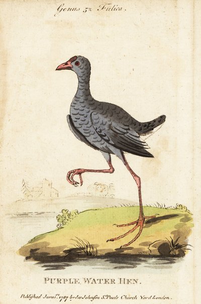 Graukopf-Sultanshuhn, Porphyrio poliocephalus von George (after) Edwards