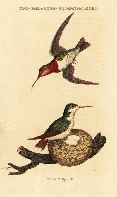 Rubinkehlkolibri, Archilochus colubris von George (after) Edwards