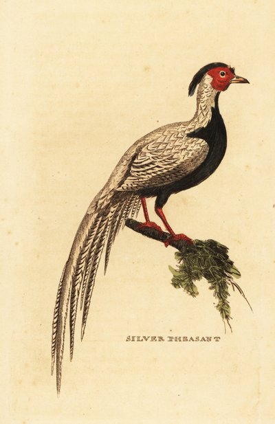 Silberfasan, Lophura nycthemera von George (after) Edwards