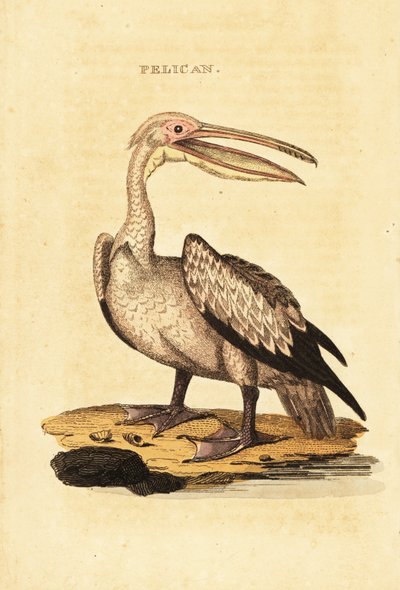Rosapelikan, Pelecanus onocrotalus von George (after) Shaw