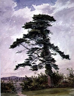 Landschaft mit einer Schottischen Kiefer von George Bedford
