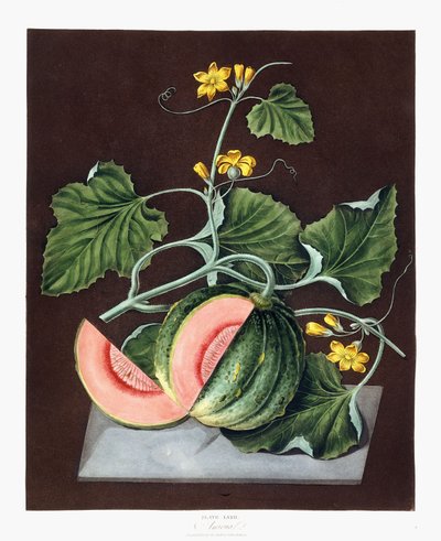 Kürbis, 1812 von George Brookshaw